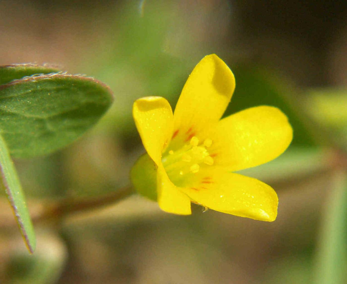 Sorrel, Yellow flower